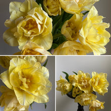 Load image into Gallery viewer, Tulip - Silk Road - 20 Stems

