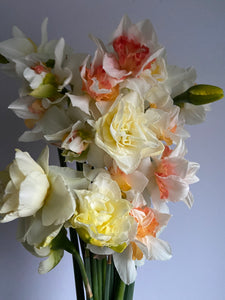 Large British Narcissus | Double Mix | 10 Stems