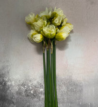 Load image into Gallery viewer, Large British Narcissus | White Lion | 10 Stems
