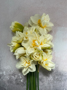Large British Narcissus | White Lion | 10 Stems