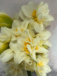 Large British Narcissus | White Lion | 10 Stems