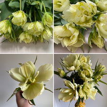 Load image into Gallery viewer, Tulip ‘Exotic Emporer’ 5 Stems
