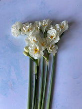 Load image into Gallery viewer, Large British Narcissus | Double Mix | 10 Stems