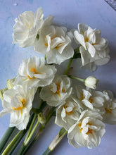 Load image into Gallery viewer, Large British Narcissus | Double Mix | 10 Stems