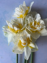 Load image into Gallery viewer, Large British Narcissus | Double Mix | 10 Stems