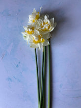 Load image into Gallery viewer, Large British Narcissus | Double Mix | 10 Stems