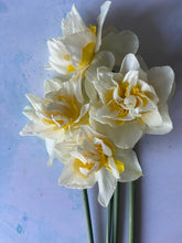 Load image into Gallery viewer, Large British Narcissus | Double Mix | 10 Stems