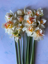Load image into Gallery viewer, Large British Narcissus | Double Mix | 10 Stems
