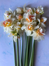 Load image into Gallery viewer, Large British Narcissus | Double Mix | 10 Stems
