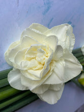 Load image into Gallery viewer, Large British Narcissus | Double Mix | 10 Stems