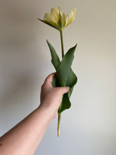 Load image into Gallery viewer, Tulip ‘Exotic Emporer’ 5 Stems
