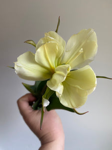 Tulip ‘Exotic Emporer’ 5 Stems