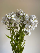 Load image into Gallery viewer, Hesperis ‘Sweet Rocket’ White x 10 Stems

