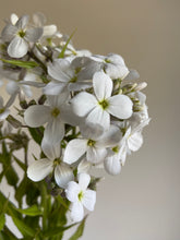Load image into Gallery viewer, Hesperis ‘Sweet Rocket’ White x 10 Stems
