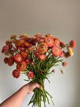 Load image into Gallery viewer, Mixed Pink & Apricot Strawflowers ~ 10 stems