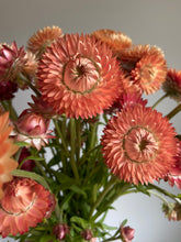 Load image into Gallery viewer, Apricot Strawflowers ~ 10 stems
