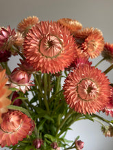 Load image into Gallery viewer, Mixed Pink &amp; Apricot Strawflowers ~ 10 stems
