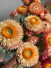 Load image into Gallery viewer, Mixed Pink & Apricot Strawflowers ~ 10 stems