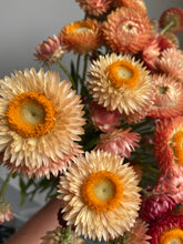 Load image into Gallery viewer, Apricot Strawflowers ~ 10 stems
