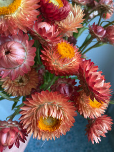 Mixed Pink & Apricot Strawflowers ~ 10 stems