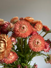 Load image into Gallery viewer, Apricot Strawflowers ~ 10 stems