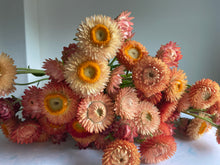 Load image into Gallery viewer, Mixed Pink & Apricot Strawflowers ~ 10 stems