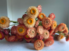 Load image into Gallery viewer, Mixed Pink &amp; Apricot Strawflowers ~ 10 stems
