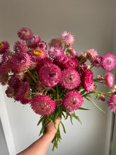 Load image into Gallery viewer, Mixed Pink & Apricot Strawflowers ~ 10 stems