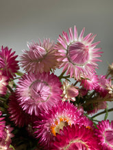 Load image into Gallery viewer, Mixed Pink & Apricot Strawflowers ~ 10 stems