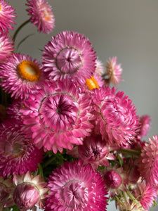 Mixed Pink & Apricot Strawflowers ~ 10 stems