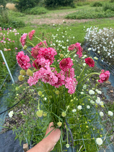 Scabious - Salmon Pink