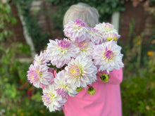 Load image into Gallery viewer, Dahlia ~ ‘Who Me’ ~ 5 Stems
