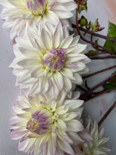 Load image into Gallery viewer, Dahlia ~ ‘Who Me’ ~ 5 Stems
