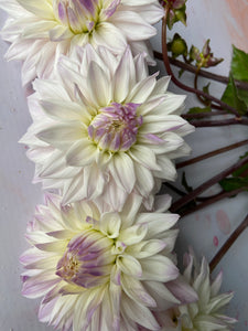 Dahlia ~ ‘Who Me’ ~ 5 Stems