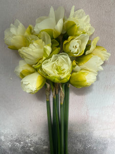 Large British Narcissus | White Lion | 10 Stems