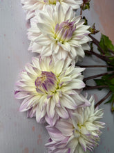 Load image into Gallery viewer, Dahlia ~ ‘Who Me’ ~ 5 Stems
