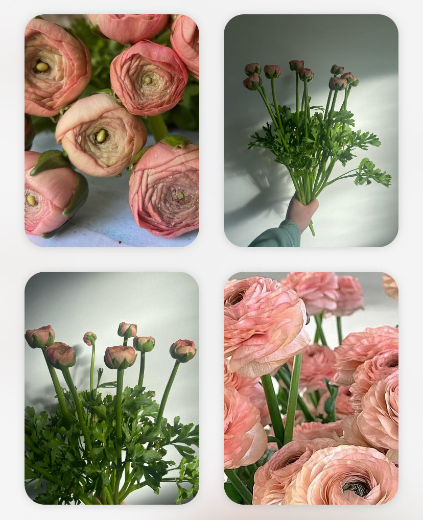 Luxury Ranunculus | 10 Stems