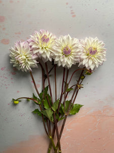 Dahlia ~ ‘Who Me’ ~ 5 Stems