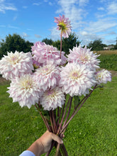 Load image into Gallery viewer, Dahlia ~ ‘Who Me’ ~ 5 Stems
