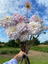 Load image into Gallery viewer, Dahlia ~ ‘Who Me’ ~ 5 Stems
