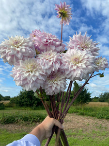 Dahlia ~ ‘Who Me’ ~ 5 Stems