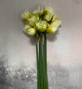 Large British Narcissus | White Lion | 10 Stems