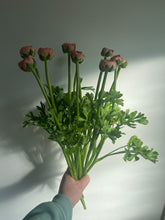 Load image into Gallery viewer, Luxury Ranunculus | 10 Stems
