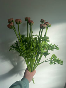 Luxury Ranunculus | 10 Stems