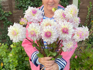 Dahlia ~ ‘Who Me’ ~ 5 Stems