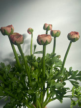 Load image into Gallery viewer, Luxury Ranunculus | 10 Stems

