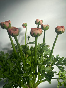 Luxury Ranunculus | 10 Stems