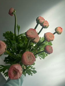 Luxury Ranunculus | 10 Stems