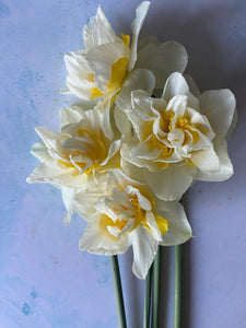 Large British Narcissus | Double Mix | 10 Stems