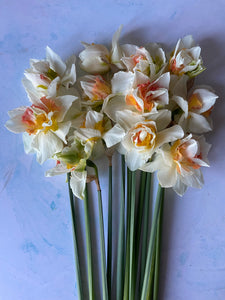 Large British Narcissus | Double Mix | 10 Stems